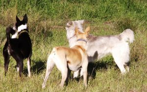 They all know it's time for a break. This helps diffuse any residual tension and dogs will often "shake it all off" at this point. They are masters of communication