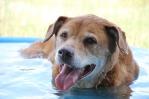 Dale takes a dip on her last day