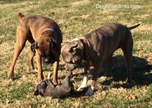 puppy and parents