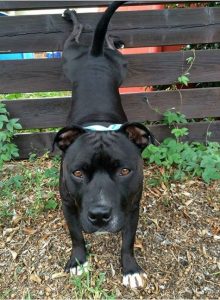 Champion Trick Dog Jambo demonstrates one of his many skills