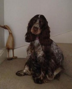 cocker spaniel Willow