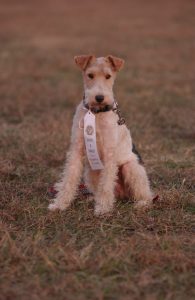 Clever Trevor shows off a rare placement ribbon.