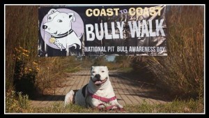 Piper at the Coast to Coast Bull Walk, celebrating Pit Bull Awareness Month