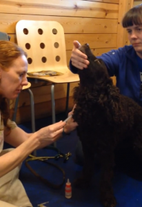 For some dogs, the scariest part of a vet visit is restraint. Here Rizzo has blood drawn with the aid of a chin target