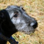 Oona, a four-month-old Irish wolfhound puppy, learns to focus on her owner by learning "watch."