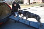 The author trains his six-month-old Irish wolfhound puppy to use a car ramp.