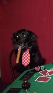 Smoking Dog