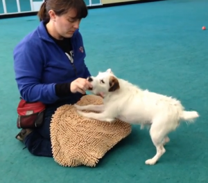 Once we had shaped Cali to accept the towel, we had to train her to tolerate having her paws wiped