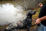Oona stops and looks the author in the eye on cue for a treat during her daily walk.