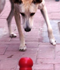 Research shows that dogs (and most other animals) prefer to work for their food, a principle known as contrafreeloading