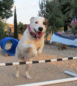 Success in dog sports is built on the dog’s obedience foundation