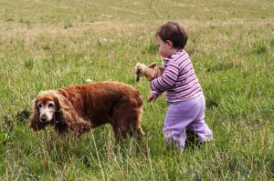 This dog is showing avoiding behavior towards the pursuant child. Photo by Shutterstock