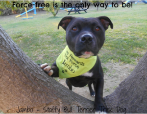 Jambo the Staffy is a trick dog champion, trained with force-free methods, and an ambassador for his breed