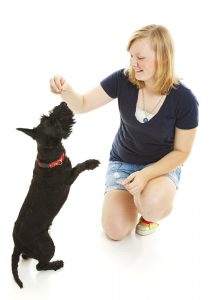 Force-Free trainers offer cues to dogs, rather than "commands" and give them rewarding consequences in return for the choices they make. Image © Can Stock Photo