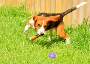 Playing fetch is a common canine/owner activity but is it always the best thing for our dogs? Graphic © Can Stock Photo