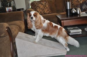 Dog ramps can help protect your dog from joint injury.