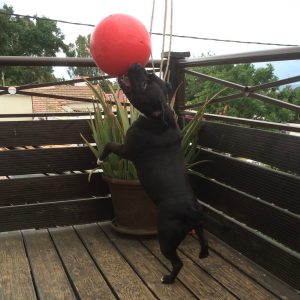 Jambo playing with his boomer ball.