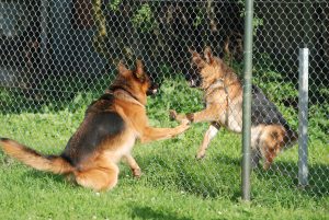 Abnormal behaviors often stem from an animal’s inability to adequately cope within its environment. Photo © Can Stock Photo