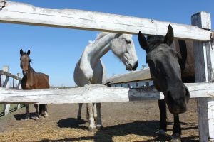 Trainers and behavior consultants are effectively the bridge between science and the concerns for the animals.