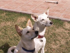 Clicker training is an excellent way of proving dogs with mental stimulation and setting up a positive learning environment