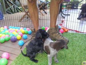 Puppies getting used to large shoes