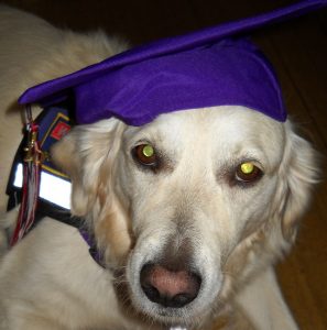 Jana, a golden retriever, wears a graduation hat.