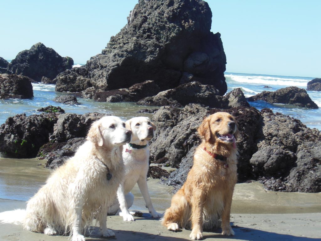 three dogs on the beach