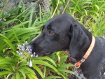 Smelling the Flowers 