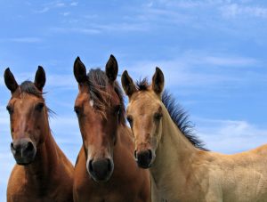 Stereotypies borne of frustration with the environvment are a common problem for equine behavior consultants