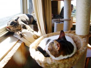 Escalating tensions  between certain  felines in the home exacerbated Ruby’s behavior problem (note curtains tied above the ground to avoid temptation). Photo: Susan Nilson