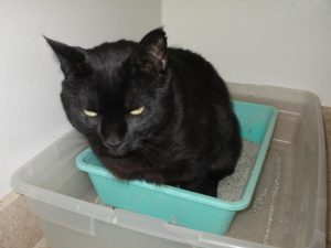 Cats usually prefer a clean litter box. Photo: Susan Nilson