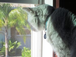 Indoor cats may become frustrated if they see other cats outside. Photo: Susan Nilson