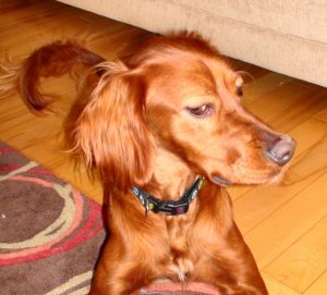 Eyes and Facial Expression (Photo: Happy Buddha Dog Training)