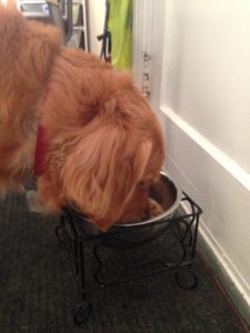 Cali, a golden retriever, enjoys her raw dinner