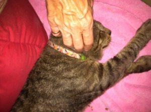 Milton was found in a poor state and was shut down when he first came to the shelter; here he  enjoys the Clouded Leopard TTouch around his ears