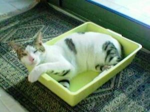 Ruby associated  urinating in her litter tray with a painful experience, so started avoiding it. Photo: Susan Nilson