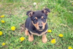 Training should be conducted in a manner that encourages animals to enjoy training and become more confident and well-adjusted pets. Photo (c) CanStock Photo