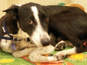 This very fearful dog is showing that he does not want to be approached via hishunched stance, flat ears and whites of the eyes. Ignore his signals and you may get bitten. Photo: Susan Nilson