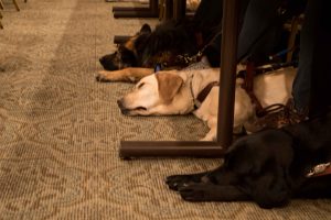 Labrador and German Shepherd guide dogs nap at a seminar for guide dog teams. 