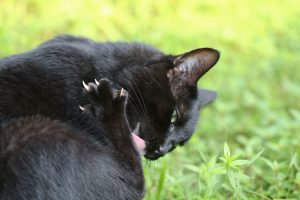 Excessive licking or grooming may be one of several indications of chronic pain in cats. Photo (c) Can Stock Photo