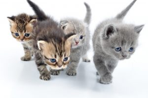 Making an effort to  socialize a kitten pays off later in life, helping the adult cat’s ability to adapt to a changing environment and be generally less fearful. Photo (c) Can Stock Photo