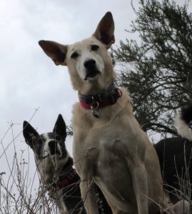 If we label our dogs, we instantly place them in a box, which places restrictions and limitations on our interpretation of their character and ability. Photo: Susan Nilson