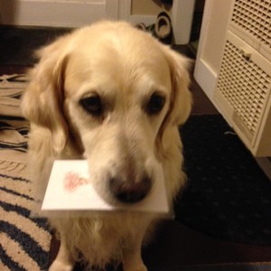 Jana chooses her "tug" card from several options. This means she would like to play tug.