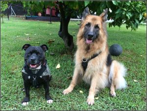 Tessa and Jambo in their Perfect Fit Harnesses