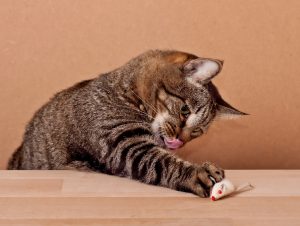 Cats will often demonstrate a preference for certain type of toy depending on their style of play.  © Can Stock Photo Inc./nataly0288