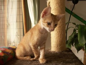 Clicker training can be instrumental in directing cats away from furniture and onto scratch posts. Photo: Susan Nilson