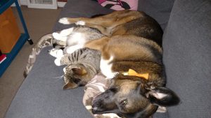 Newly-adopted Ness the dog was undersocialized and had had no prior experience with cats