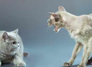 Clicker training can be used to reduce tension between cats, and training the cats to respond to their names can head off potential conflicts. © Can Stock Photo/mr_Brightside