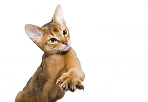 Just as with dogs, or any other animal, clicker training a cat is an ideal way to provide both  physical and mental  stimulation Photo (c) Can Stock Photo/Anobis