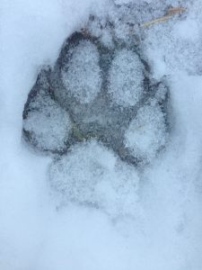 Puppies (and adult dogs too) may not want to spend much time outdoors when the weather is cold, which may impact their house training. Photo: Susan Nilson